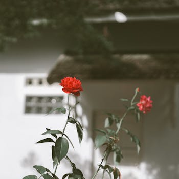 Kırmızı Gül Buketi (21 Adet)