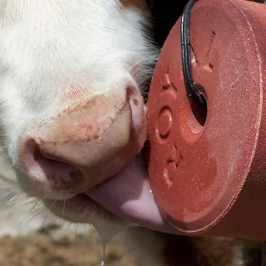 Vitamin Mineral Yalama Taşı